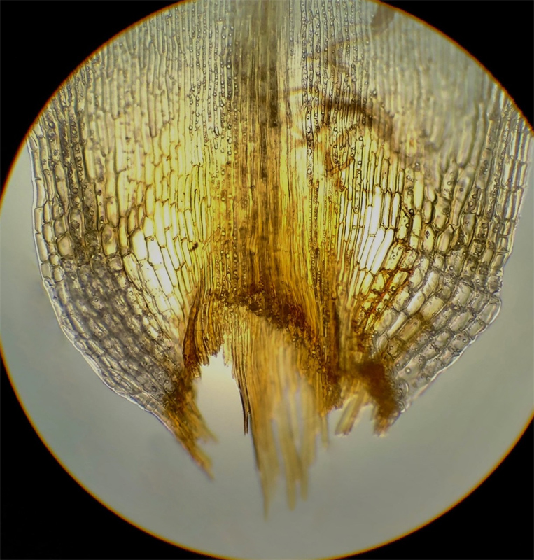 Dicranum bonjeanii
